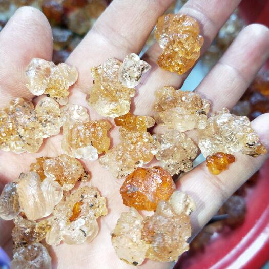 洪江市黄桃胶 6-12个月