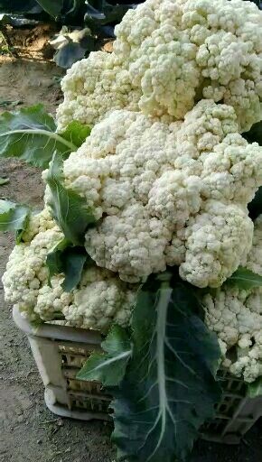 沂水县山东白花菜花  松花菜大量上市了。