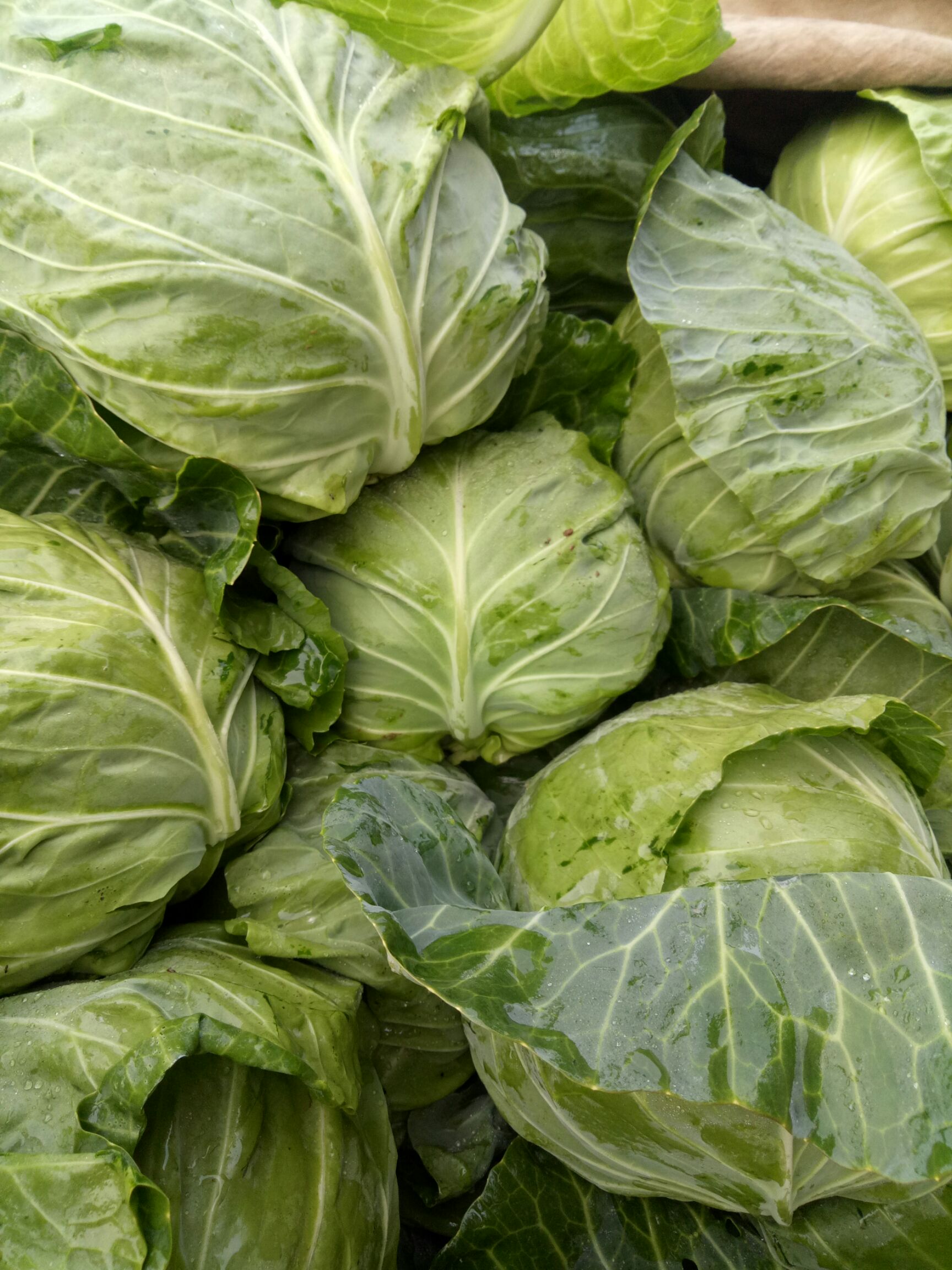 绿甘蓝 2.0~2.5斤