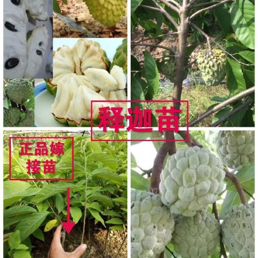 灵山县释迦果苗 嫁接苗 