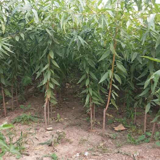 沂源县黄金脆桃苗 0.5~1米 