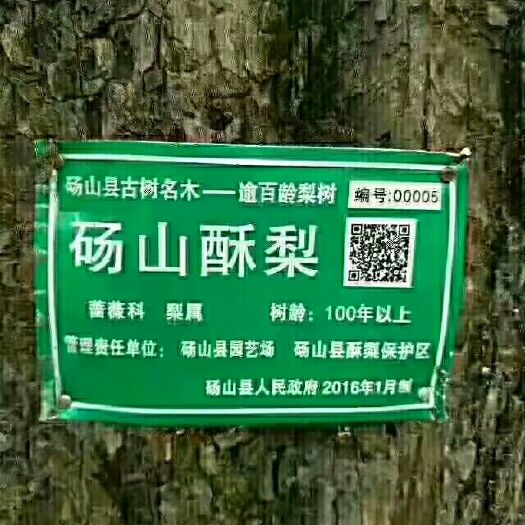 砀山酥梨 350-400g 80mm以上 