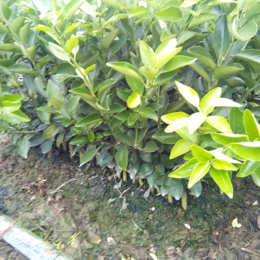阳朔县橙树苗  夏橙，易挂果，产量高，易管理