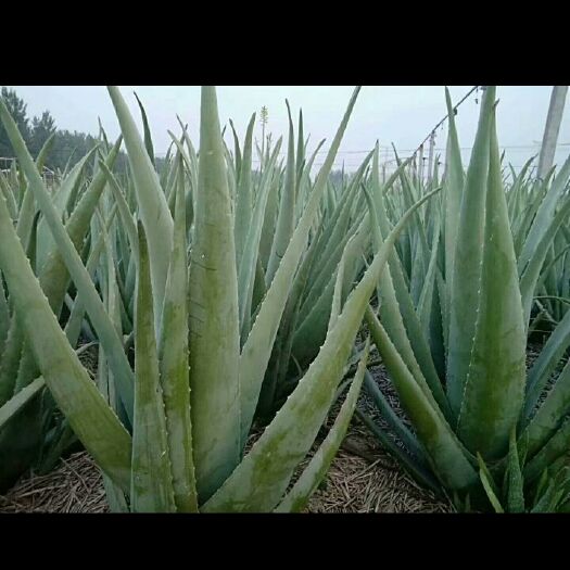 新乡 新乡有机奶芦荟种植基地