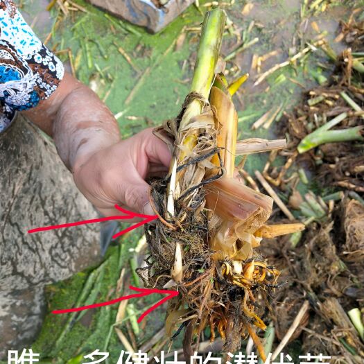 沅陵县茭白种苗