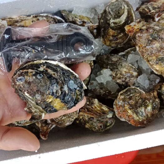 珠海牡蛎  正宗台山珠海生蚝礼盒装