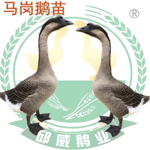 南宁马岗鹅苗 