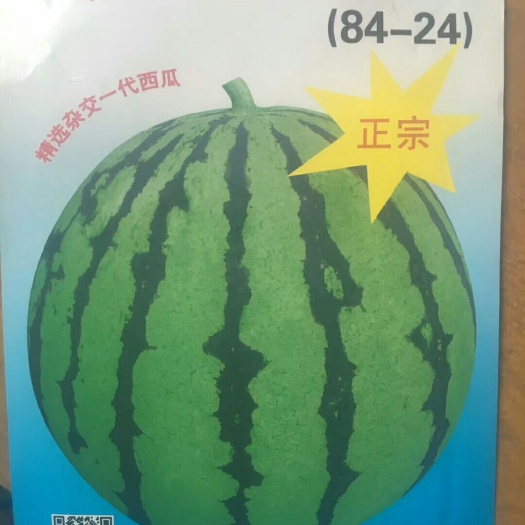 宿州 8424西瓜苗抗病 抗重茬