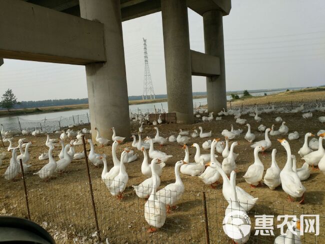 土鹅蛋  新鲜鹅蛋初生小鹅蛋，初生小鹅蛋80-100克，量大