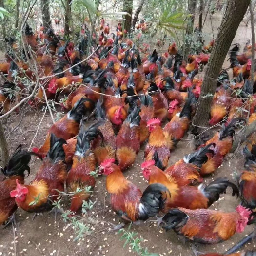 南宁红羽鸡苗 公