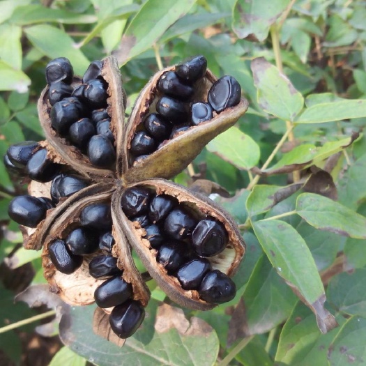 菏泽牡丹籽