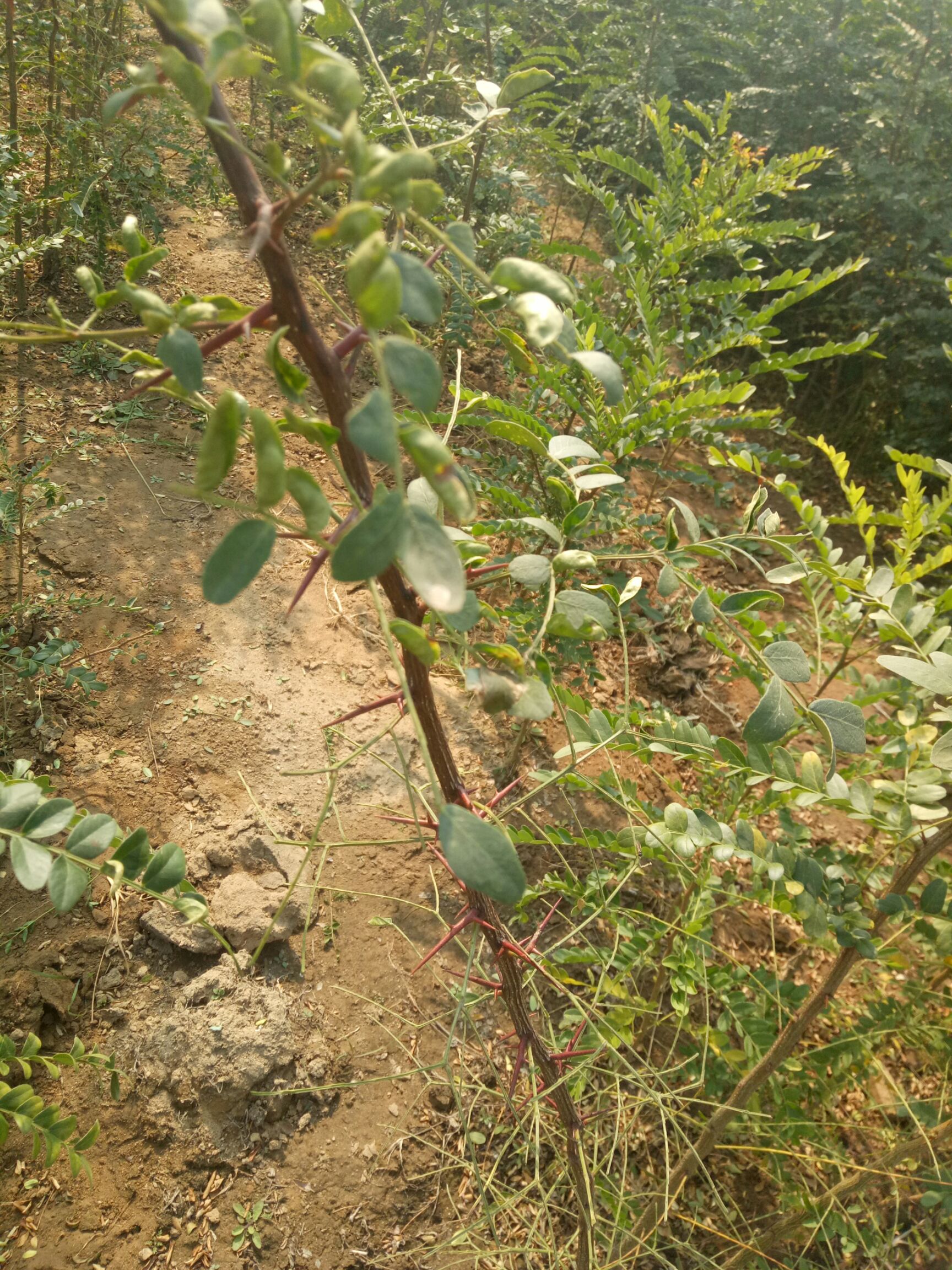皂角树幼苗图片