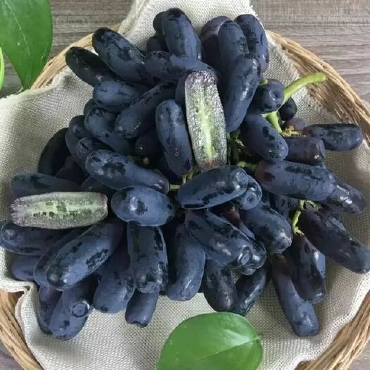 泰安蓝宝石葡萄苗
