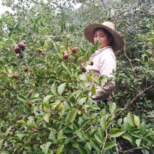 隆林县油茶籽