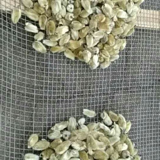 南召县辛夷  桃批发，毛桃，大花统货  药用调料