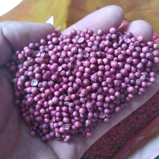 新沂市香菜种子 