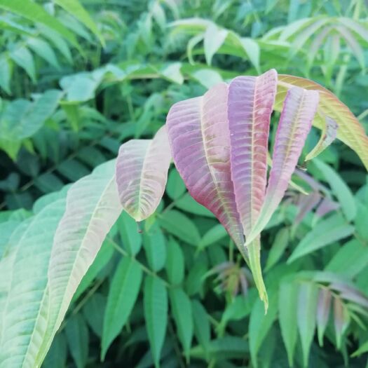 泰安红油香椿苗 2公分以下
