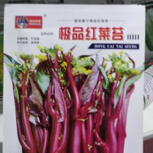 新沂市红菜苔种子
