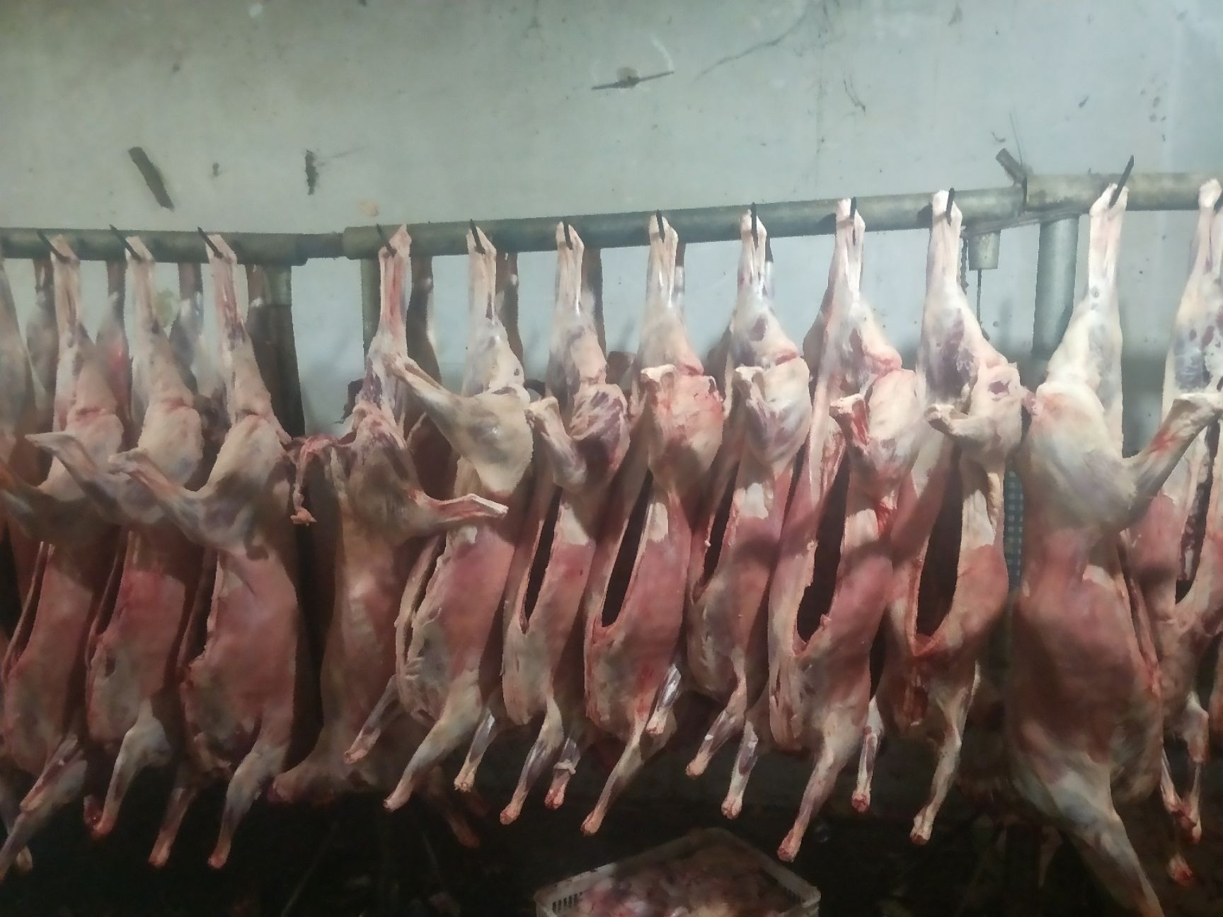 羊肉类 生肉