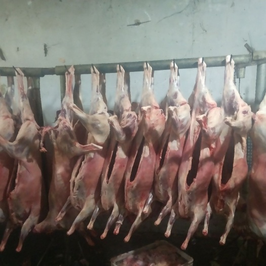 滑县羊肉类 生肉