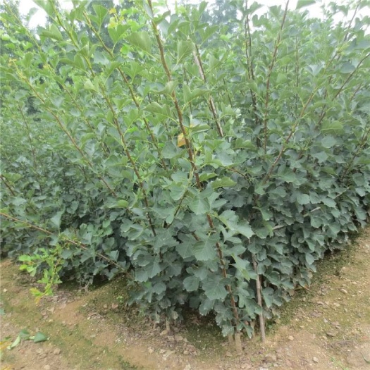 绛县大绵球山楂树苗