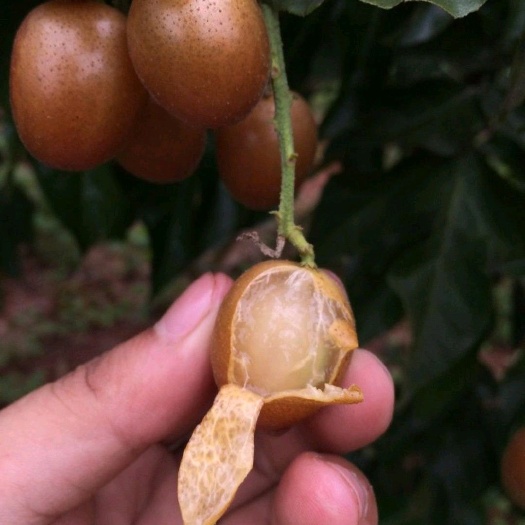 灵山县黑黄皮果苗  黑黄皮苗，根系好，嫁接正品苗！