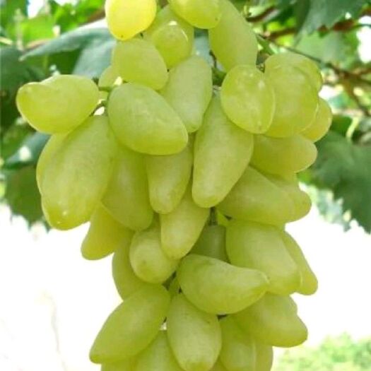 平邑县金手指葡萄苗