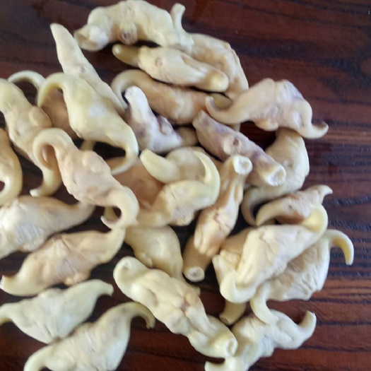 蕲春县无角南湖菱 家菱
