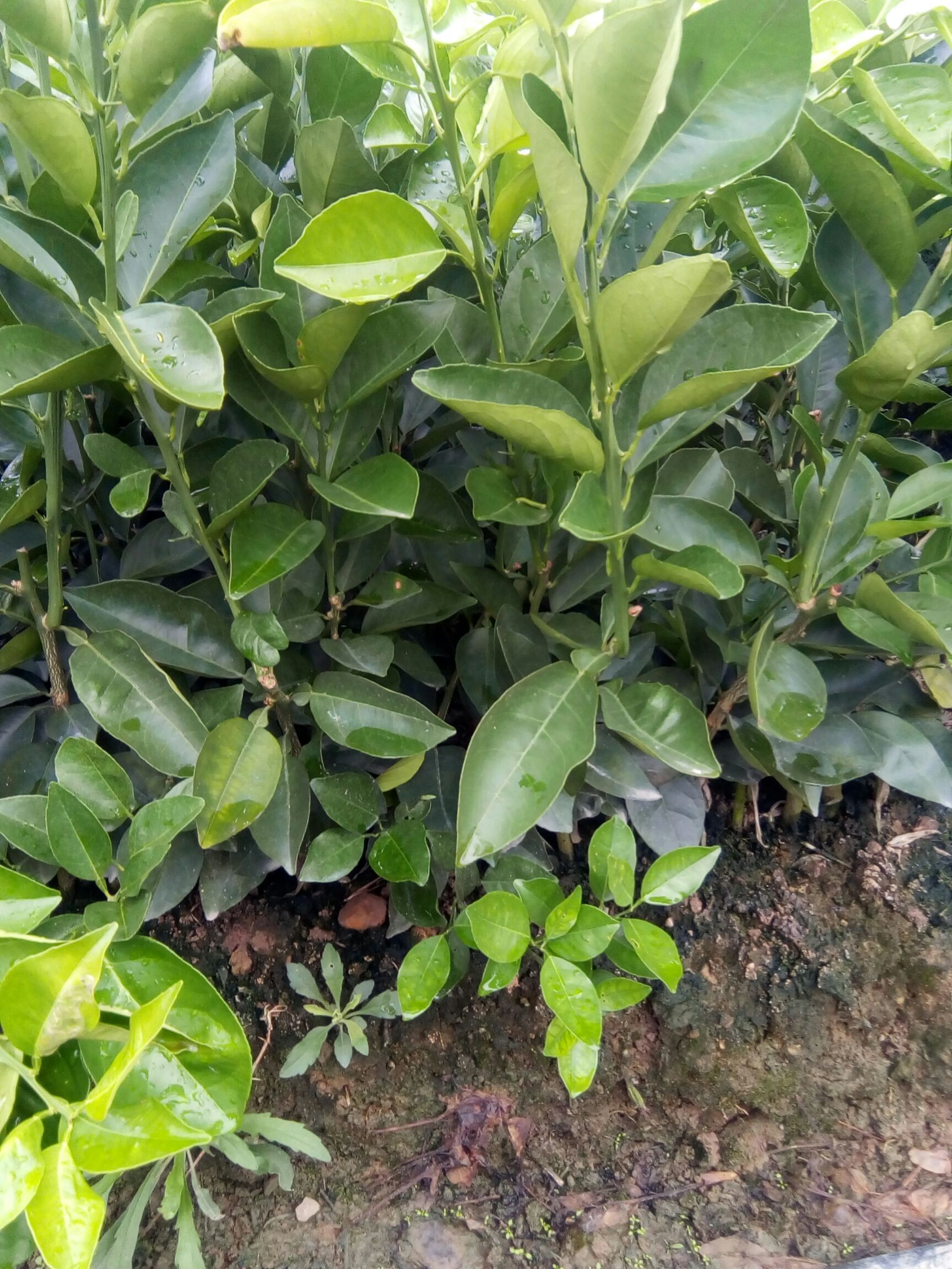 橙树苗  夏橙，易挂果，产量高，易管理