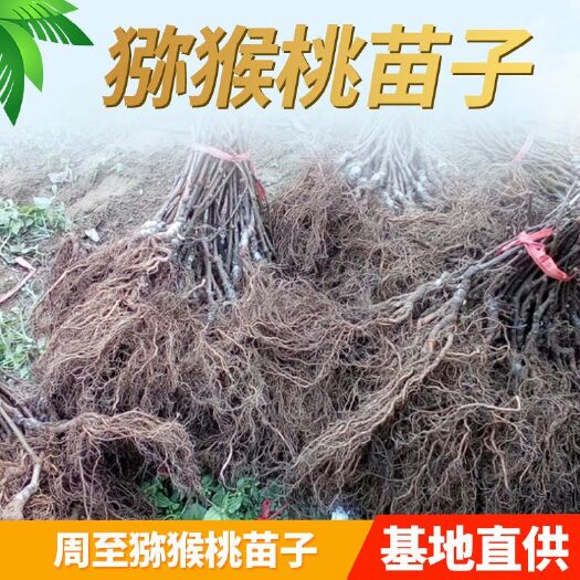 周至县猕猴桃实生苗 实生苗