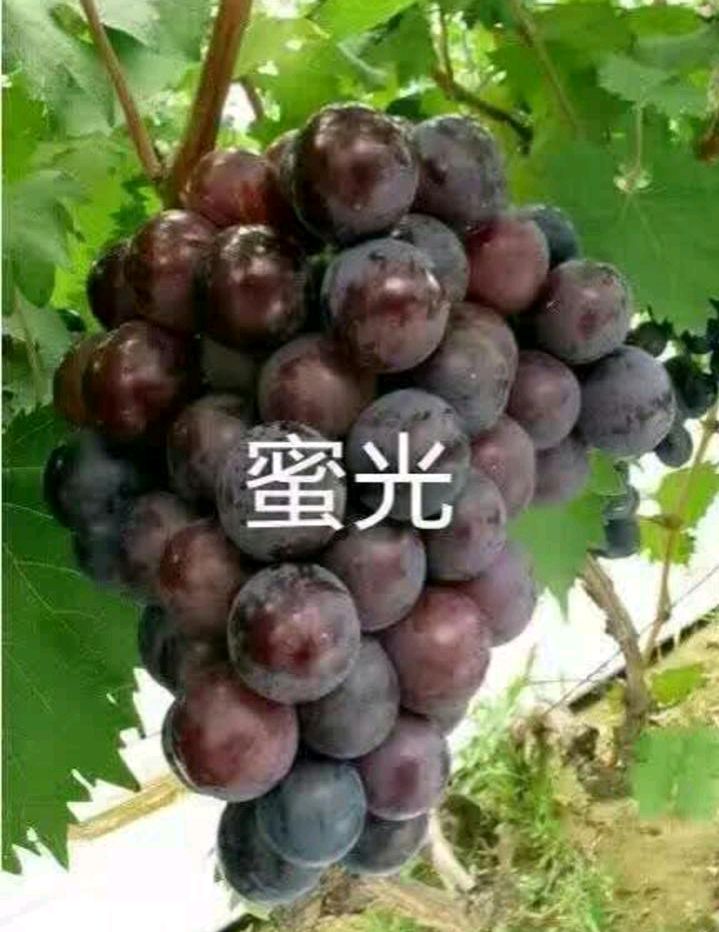 平邑县密光葡萄苗