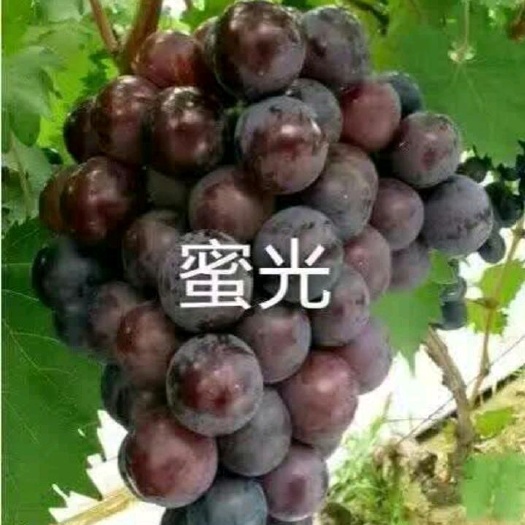 平邑县密光葡萄苗
