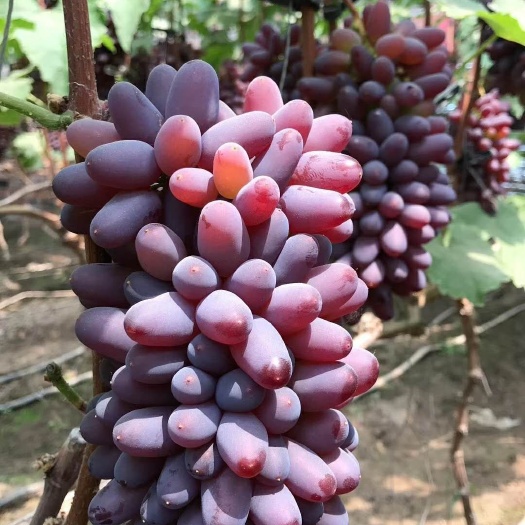 平邑县茉莉香葡萄苗