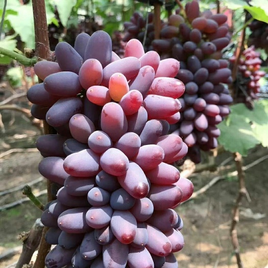 平邑县茉莉香葡萄苗 