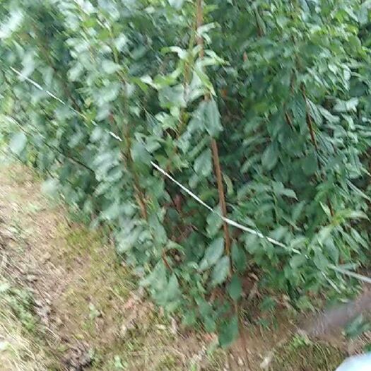 苍溪县脆红李苗 