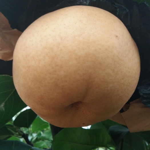 柘城县晚秋黄梨 250-300g 70mm以上
