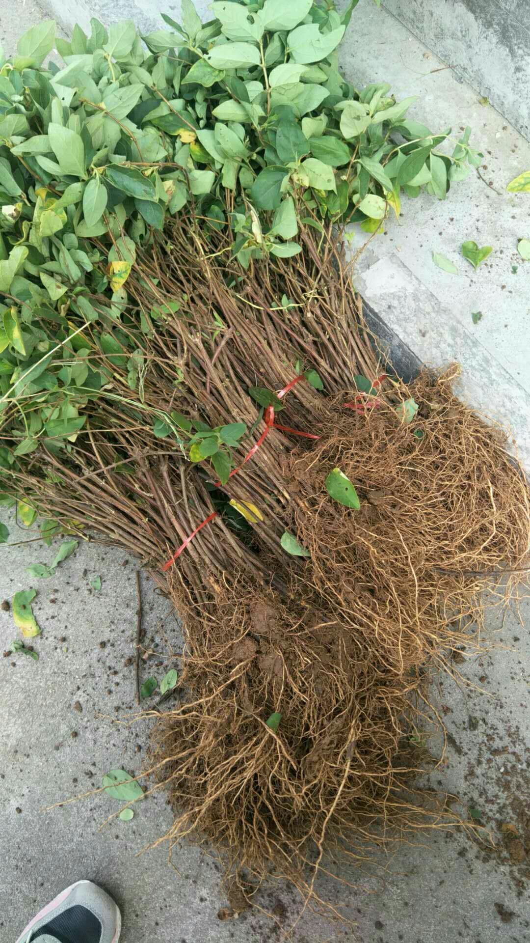 北花一号金银花苗，半个月不开花的金银花