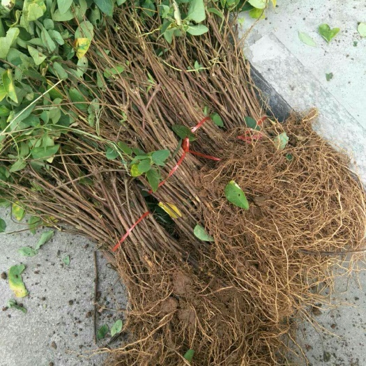 北花一号金银花苗，半个月不开花的金银花