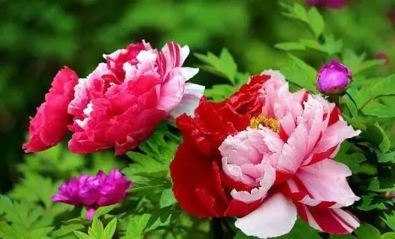 菏泽观赏牡丹 2cm以下 4cm以下 0.5~1米
