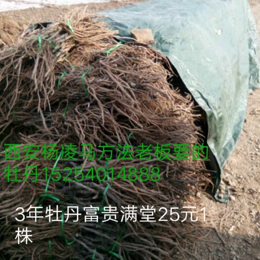 菏泽观赏牡丹 牡丹苗 牡丹基地 国花牡丹 产地直销，保成活率，