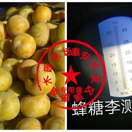 泰安蜂糖李树苗 