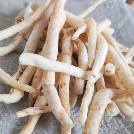成都南沙参