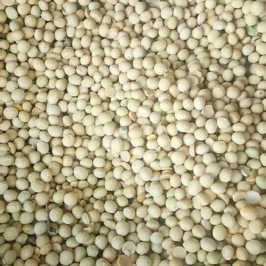 忻州黄黄豆 生大豆 1等品 