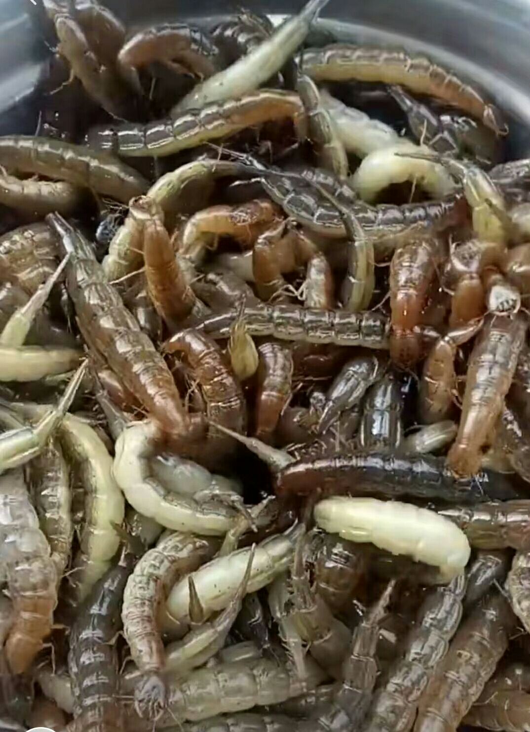 龙虱