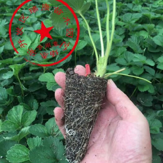 泰安脱毒草莓苗 地栽苗 10~20公分 