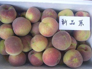 秋彤桃树苗 0.5~1米