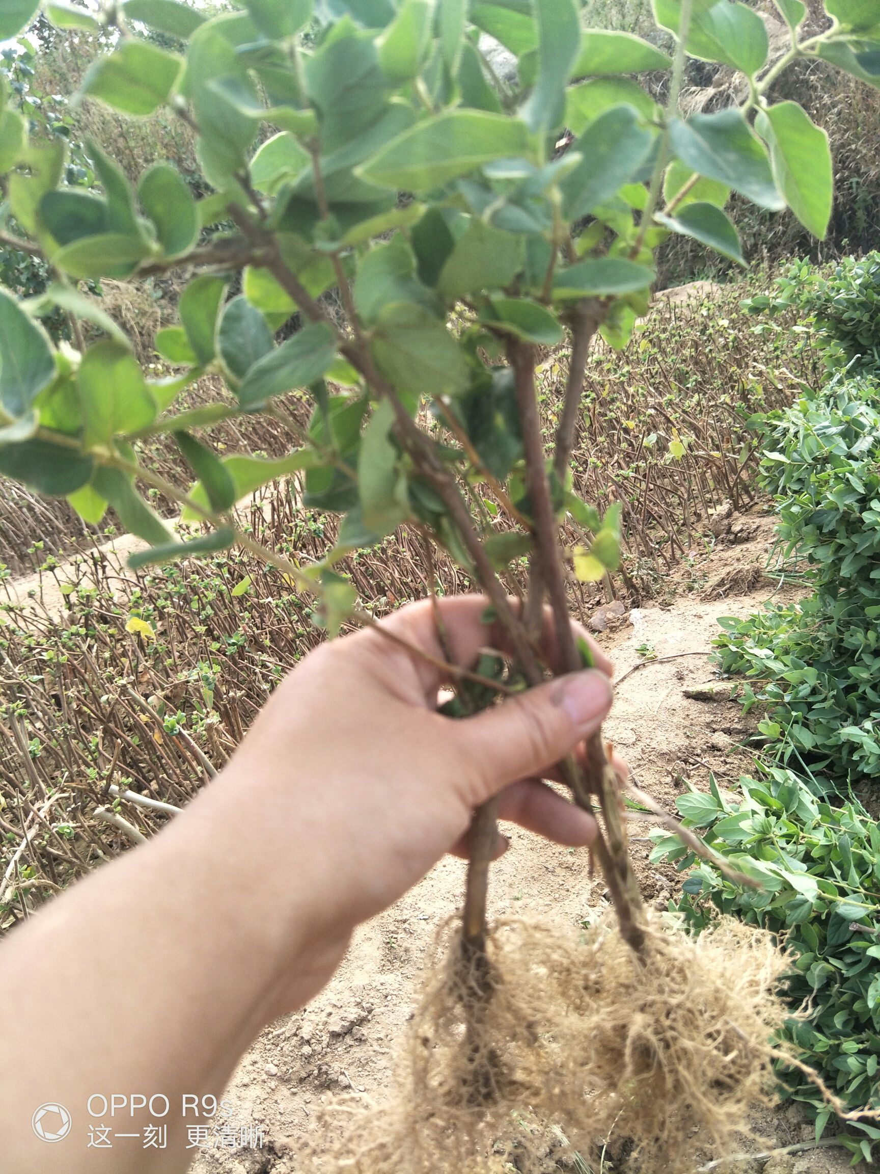 北花一号金银花苗，半个月不开花的金银花