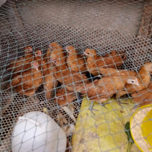 沭阳县土鸡 统货 2斤以下
