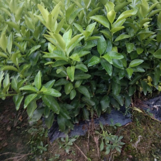 瑞金市纽荷尔脐橙苗 嫁接苗 0.5~1米