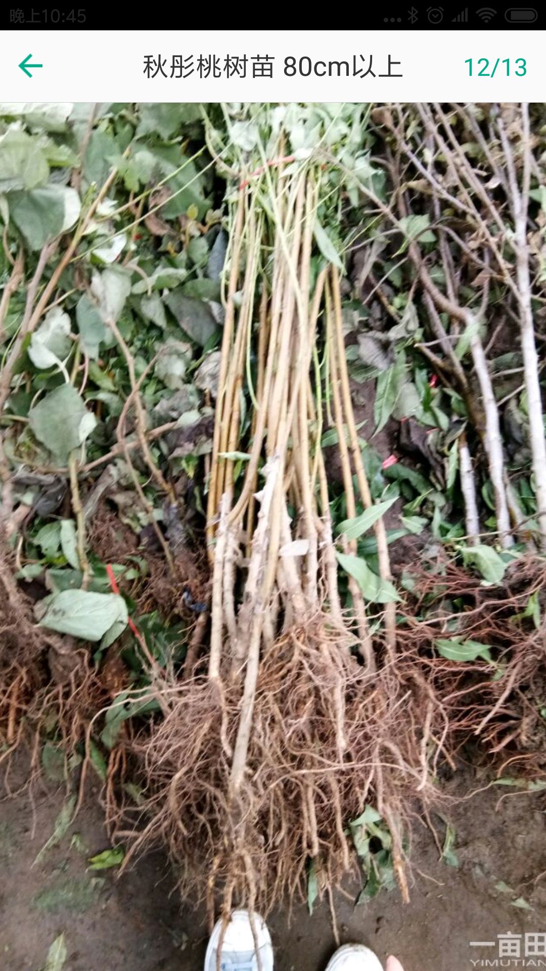 秋彤桃树苗 0.5~1米